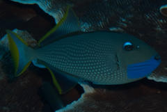 Xanthichthys auromarginatus