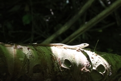 Takydromus kuehnei