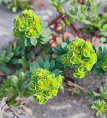 Euphorbia portlandica