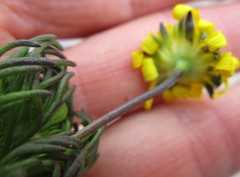 Euryops pinnatipartitus