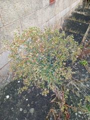 Erigeron sumatrensis