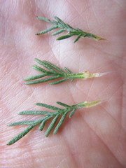 Euryops pinnatipartitus