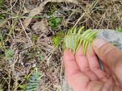 Blechnum punctulatum punctulatum