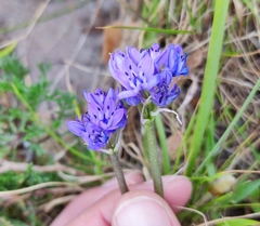 Scilla verna