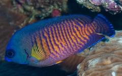 Centropyge bispinosa