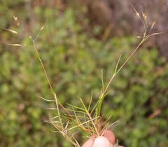 Pentameris acinosa