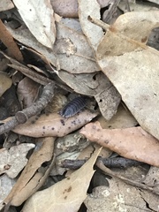 Porcellio marginalis