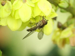 Meliscaeva auricollis