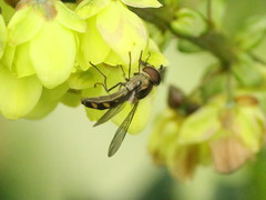 Meliscaeva auricollis