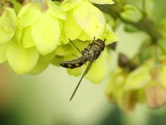 Meliscaeva auricollis