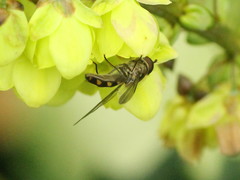 Meliscaeva auricollis