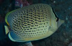 Chaetodon guttatissimus