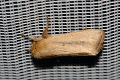 Sesamia nonagrioides