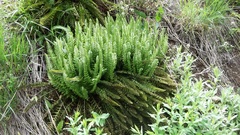 Polystichum lemmonii