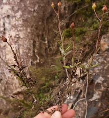 Senecio coleophyllus