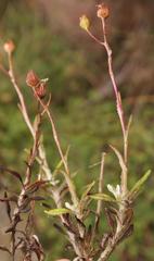 Senecio coleophyllus
