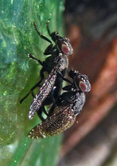 Platystoma seminationis