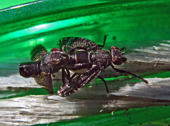 Platystoma seminationis