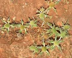Eryngium ilicifolium