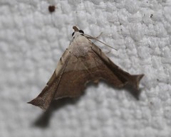 Esthlodora versicolor