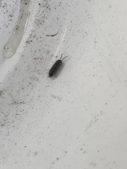 Porcellio marginalis