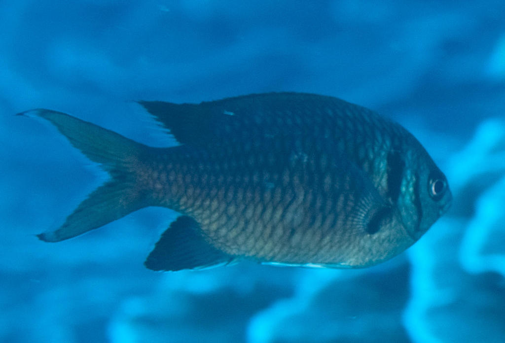 Doublebar chromis