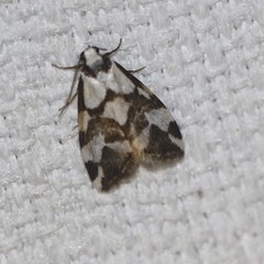 Thallarcha staurocola