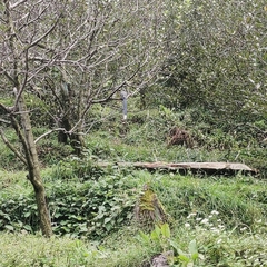 Urocissa flavirostris