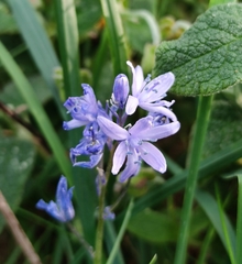 Hyacinthoides paivae