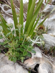Berkheya barbata