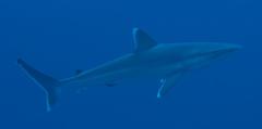 Carcharhinus albimarginatus