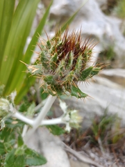 Berkheya barbata