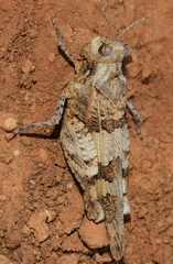 Oedipoda charpentieri
