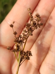 Juncus acutiflorus