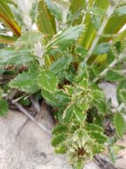 Berkheya barbata