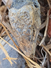 Lacerta trilineata polylepidota