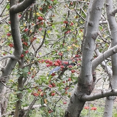 Urocissa flavirostris