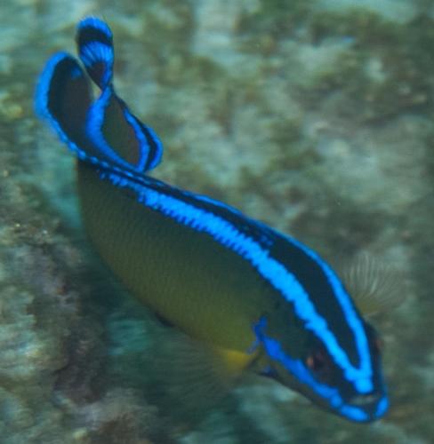 Du Toit's dottyback (Pseudochromis dutoiti) — Pseudochromidae — 4