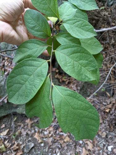 northern spicebush (Lindera benzoin)