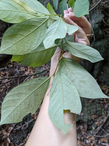 Lindera benzoin