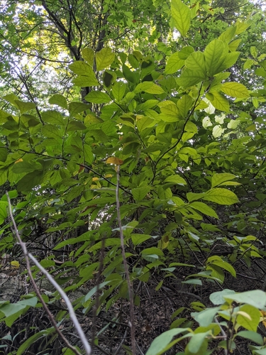 Lindera benzoin
