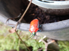 Calliphara imperialis