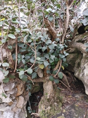 Olea capensis capensis