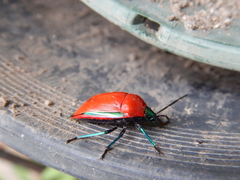 Calliphara imperialis