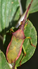 Plinachtus imitator