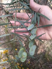 Acacia suaveolens