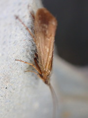 Limnephilus auricula