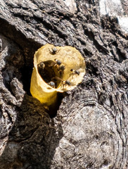 Lepidotrigona arcifera