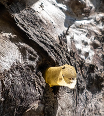 Lepidotrigona arcifera