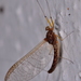 Arachnocolus phillipsi - Photo (c) Greg Holwell, algunos derechos reservados (CC BY-NC), subido por Greg Holwell